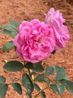 Woodside Haven Luxury FF-Balcony view - 7