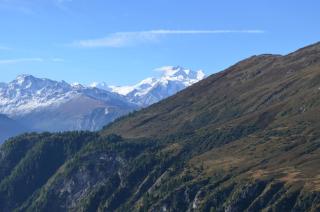Malva - Belalp - 4