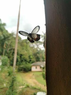 Casa da Árvore na vila de Patrimônio da Penha - 8
