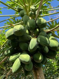 The Palms Ocean views - 9