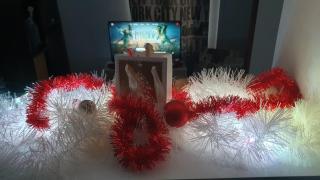 Maisonnette proche Bordeaux Promo Noël-Netflix - 7