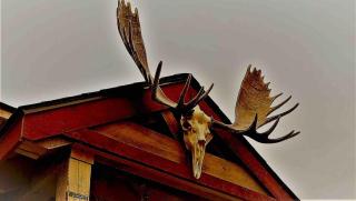 The Birches Cabin, at home in the woods! - 2