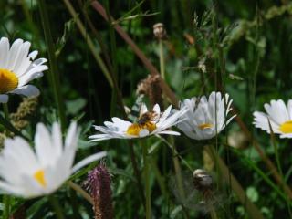 Apartment Arnica 2 La Punt by Interhome - 7