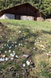 Apartment Katharina von Allmen by Interhome - 1