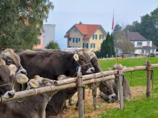 Apartment Rätia by Interhome - 8