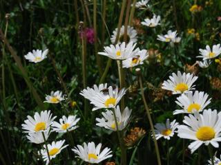 Apartment Arnica 3 by Interhome - 3