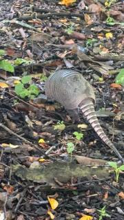 Deer Houses Cabuya - 6