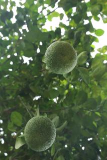 Mogan's Guest House - 1