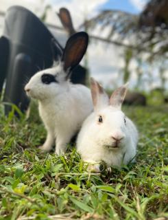 Beautiful 2BD Farmhouse for 4-10 pax - 4