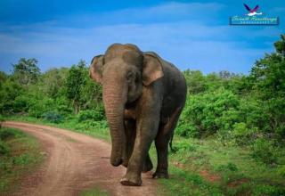 The Cozy Nest - Sigiriya - 7
