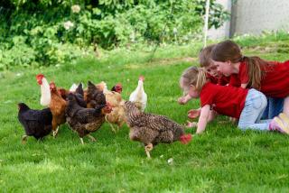 Almerhof - Waldferienhof Almer - 3