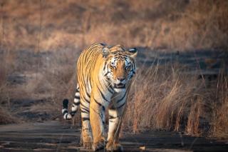 Vindhyavan Mud House - 2