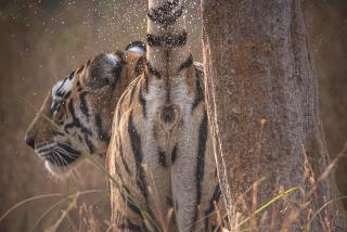 Vindhyavan Mud House - 3