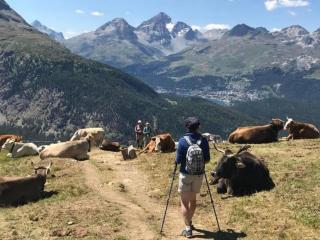 Apartment Curtins18 by Interhome - 5