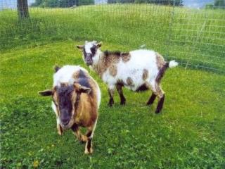 Apartment Bauernhof ufem Berg by Interhome - 1