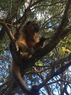 caraya ecoparque - 5