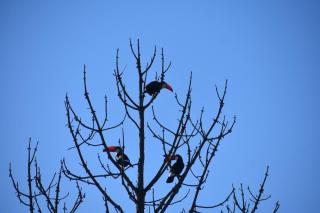 caraya ecoparque - 5