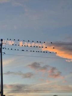 צימר לב הבוסתן - 2