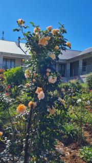 Garden's Paradise - 2