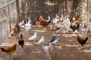 Eco Paradise Harmony 2BHK Nature Retreat - 6