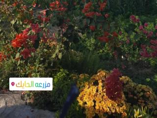 استراحة الباشا albash farm stay - 8