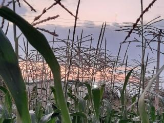 استراحة الباشا albash farm stay - 9