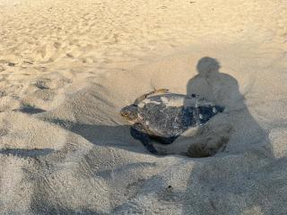 Luxury open Loft in Villa close to secluded beaches La Boquilla y playa del Muerto - 7