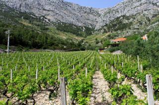 Apartments with parking space Ivan Dolac, Hvar - 592 - 4