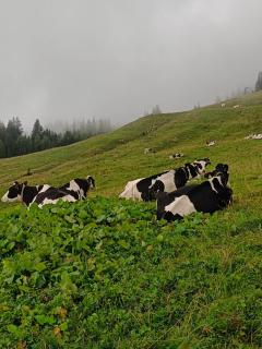 Familie Foidl Bairerbauer - 3