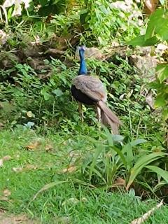 Villa Four Seasons - 1