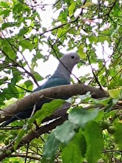 Villa Four Seasons - 5