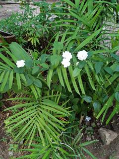 Villa Four Seasons - 2