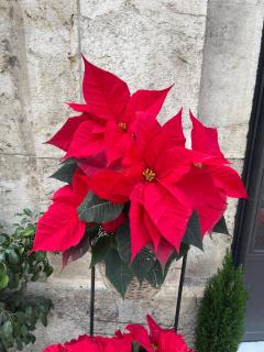 Sapfo Luxury Apartment 1 in Athens - 8