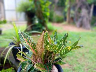 Abhilashi Guest house - 8