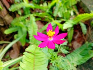 Abhilashi Guest house - 7