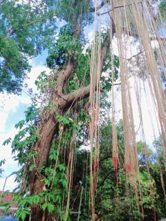 Kalaland camp patong - 2