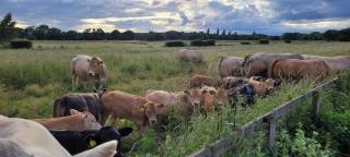 The Acorn - Roudham Norwich - 8