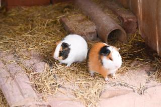 Cỏ Mây Wonder Homestay - 8