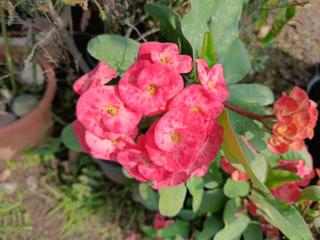 Eze's African home stay - 4