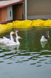 Eze's African home stay - 2