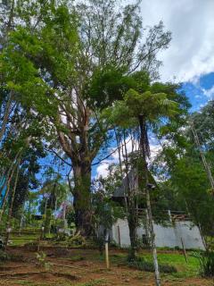 Cabana do Eucalipto - 4