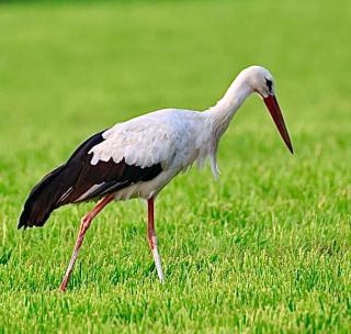 Chalet Woodyoustay - 1