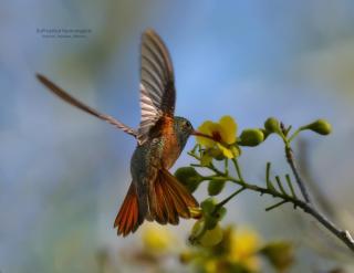 El Prado- Rancho familiar en Yucatán - 5