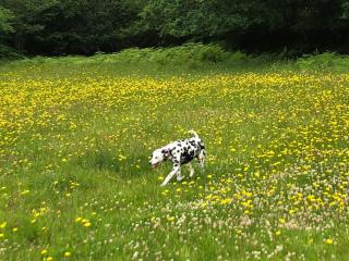 2 guest, Hobbit style, Dartmoor hillside eco home - 3
