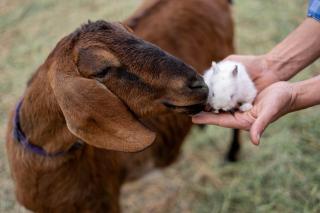 Duck Pond Oasis - Glamping - 4