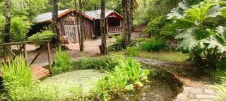 Pucón Magic forest - 9