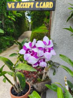 Manuk Dewata Villa - 8