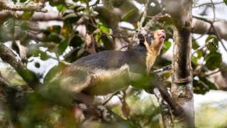 Ohiya Alpine River Lodge - 4