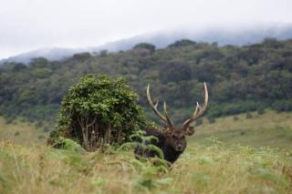 Ohiya Alpine River Lodge - 4
