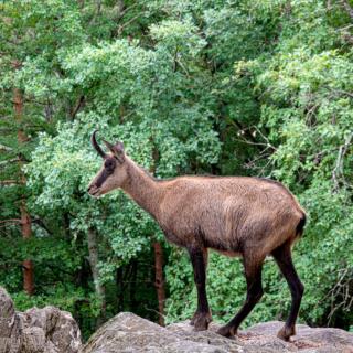 Ohiya Alpine River Lodge - 9